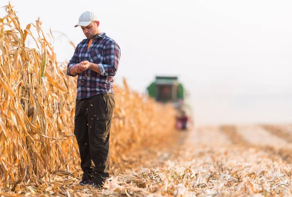 Cosecha Campos Maíz Con Combine — Foto de Stock