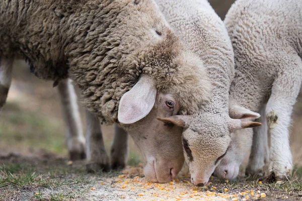 Troupeau Beaux Moutons Sur Pâturage — Photo