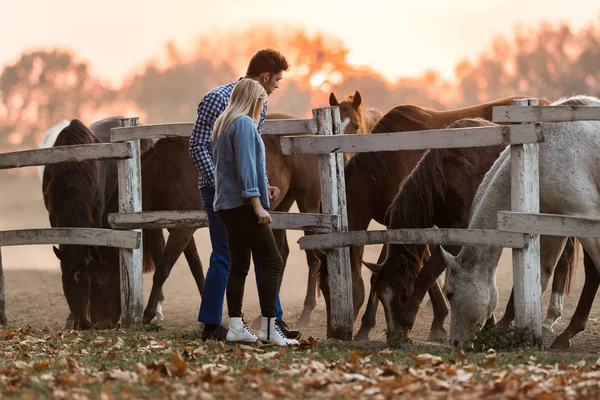 Pareja Amor Disfrutar Del Día Naturaleza Hermosos Caballos —  Fotos de Stock