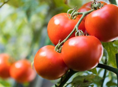 Bahçede hasada hazır olgun domatesler
