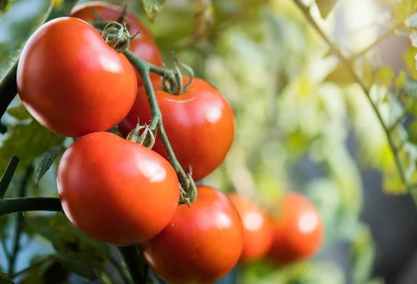 Tomates Maduros Jardim Prontos Para Colheita — Fotografia de Stock