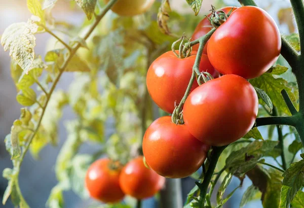 Tomates Maduros Jardim Prontos Para Colheita — Fotografia de Stock