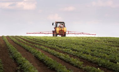 Fasulye tarlalarına böcek ilacı püskürten traktör.