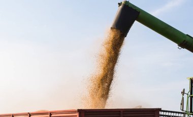 Soya tahıl hasat sonrası traktör römork dökme