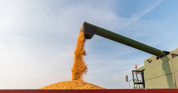 Verser Grain Maïs Dans Remorque Tracteur Après Récolte — Photo