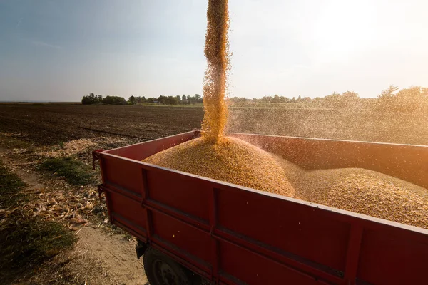 収穫後にトラクタートレーラーにトウモロコシの穀物を注ぎ — ストック写真