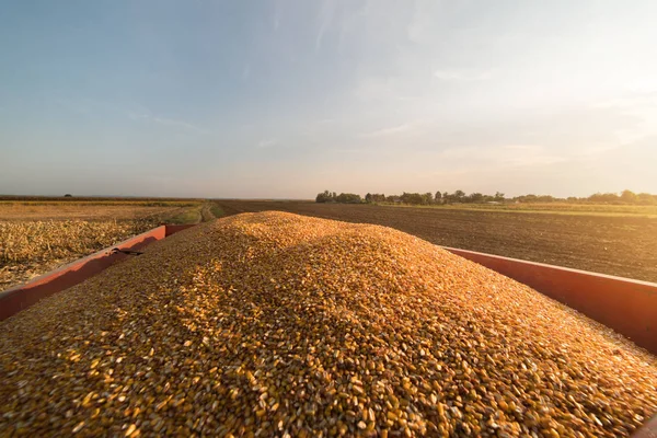 玉米籽粒在收获后的拖拉机拖车 — 图库照片