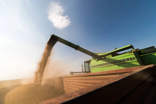 Pouring Soy Grain Tractor Trailer Harvest — Stock Photo, Image