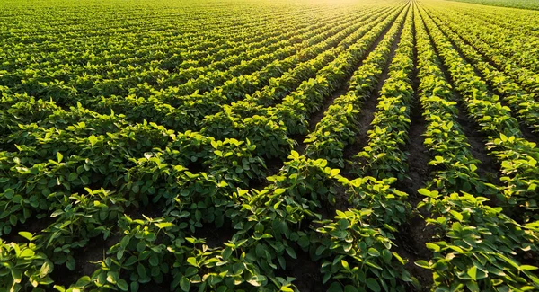 Plantación Soja Día Soleado — Foto de Stock