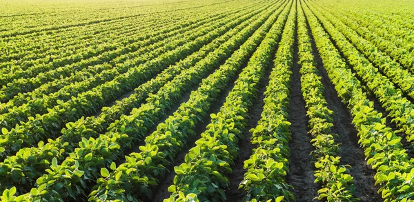 Soybean Plantation Sunny Day — Stock Photo, Image