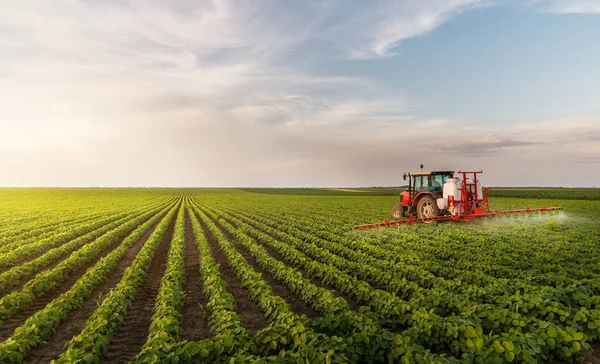 Fasulye Tarlalarına Böcek Ilacı Püskürten Traktör — Stok fotoğraf