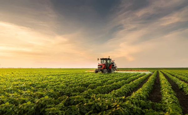 Пестициды Трактора Соевых Бобовых Полях — стоковое фото
