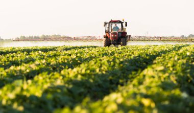 Çiftçi bir traktör bir püskürtücü ile genç sebze için gübre yapar