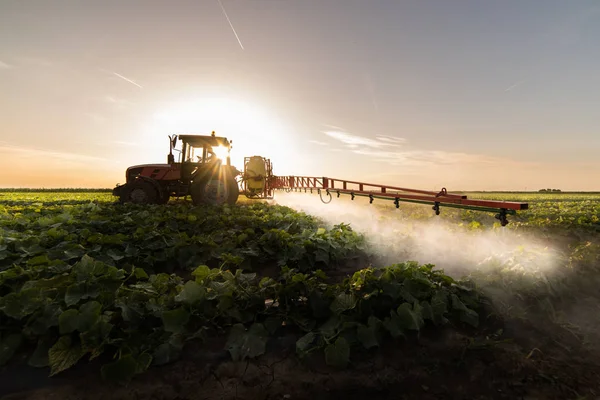Agricultor Tractor Con Pulverizador Hace Fertilizante Para Verduras Jóvenes —  Fotos de Stock