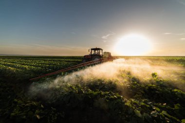 Çiftçi bir traktör bir püskürtücü ile genç sebze için gübre yapar
