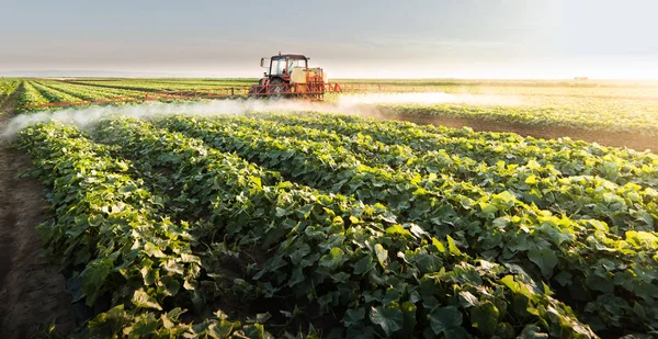 Agricultor Tractor Con Pulverizador Hace Fertilizante Para Verduras Jóvenes — Foto de Stock