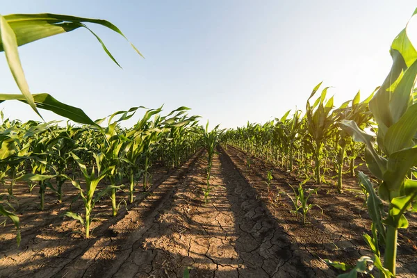 Mais Auf Dem Halm Auf Den Feldern Vor Der Ernte — Stockfoto