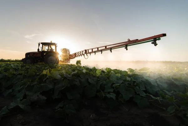 Agricultor Trator Com Pulverizador Faz Fertilizante Para Legumes Jovens — Fotografia de Stock