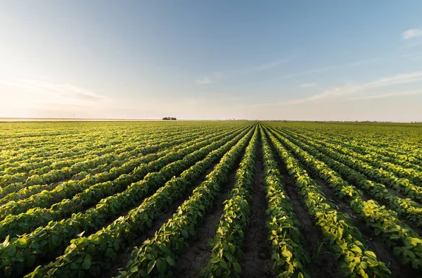 Plantación Soja Día Soleado — Foto de Stock