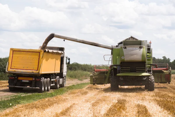 Versare Chicco Frumento Nel Rimorchio Del Trattore Dopo Raccolto Campo — Foto Stock