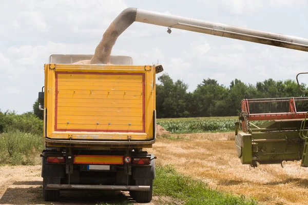 Verser Grain Blé Dans Remorque Tracteur Après Récolte Champ — Photo