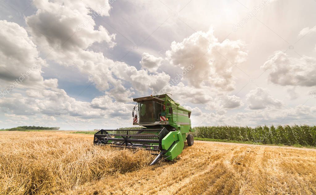 Harvesting of wheat fields with combine