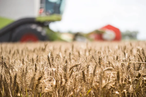 Raccolta Campi Grano Con Mietitrebbie — Foto Stock