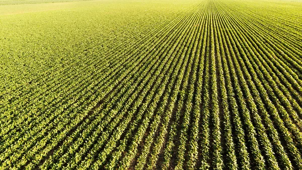 Soya Alan Satır Yazın — Stok fotoğraf