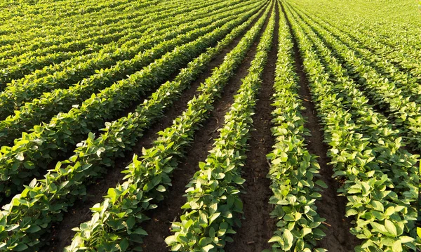 Soybean Field Rows Summer — Stock Photo, Image