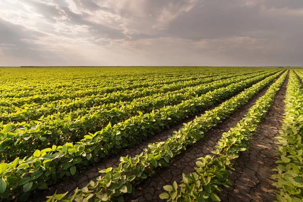 Sojabohnenfelder Sommer — Stockfoto