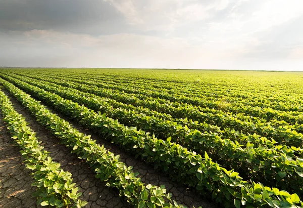 Sojabohnenfelder Sommer — Stockfoto