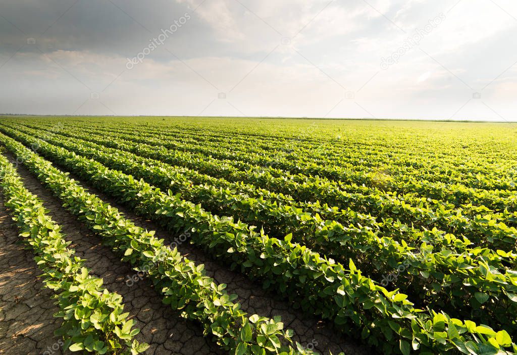 Soybean plantation at sunny day 