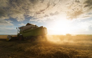 Buğday alanları birleştirmek ile hasat