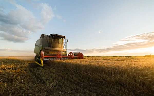 Cosecha Campos Trigo Con Combinar — Foto de Stock