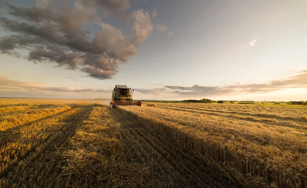 Сбор Пшеничных Полей Комбайном — стоковое фото