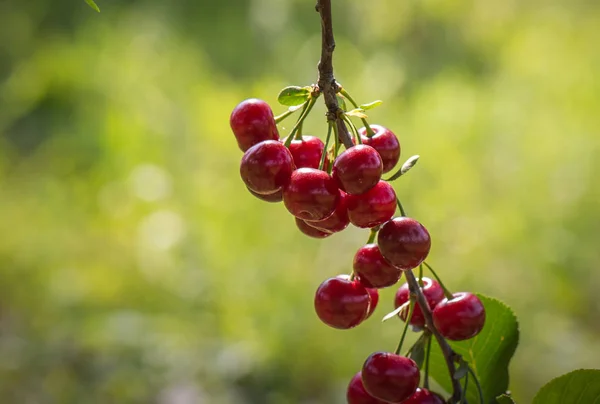 Kirschen Auf Einem Zweig Obstgarten — Stockfoto