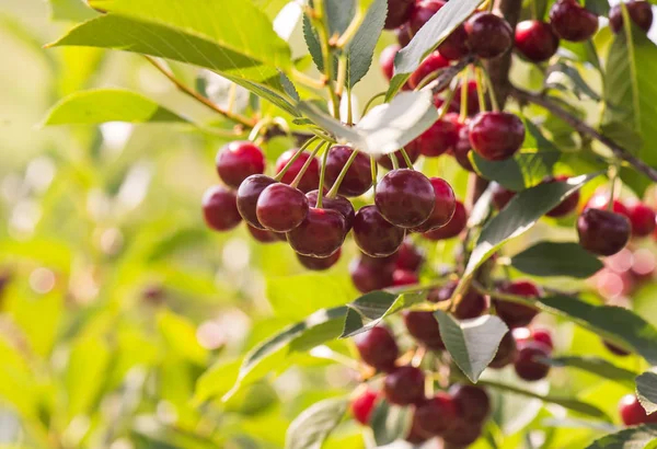 Kirschen Auf Einem Zweig Obstgarten — Stockfoto