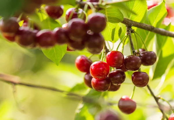 Cherries Branch Orchard — Stock Photo, Image