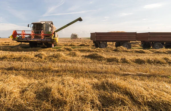 Заливка Зерна Пшениці Тракторний Причіп Після Збору Влітку — стокове фото
