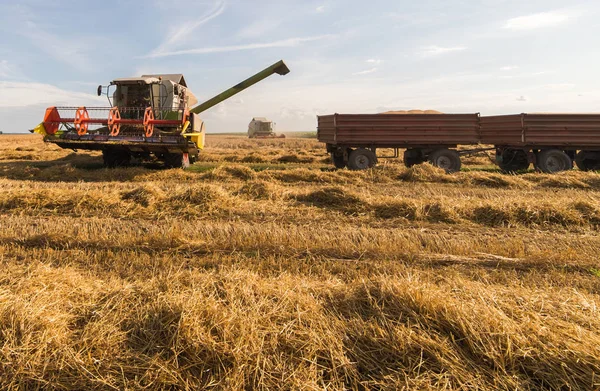 Versare Chicco Grano Nel Rimorchio Del Trattore Dopo Raccolto Estate — Foto Stock