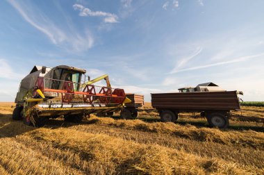 Traktör römork sonra yaz aylarında hasat içine dökme buğday tahıl