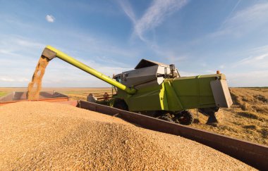 Traktör römork sonra yaz aylarında hasat içine dökme buğday tahıl