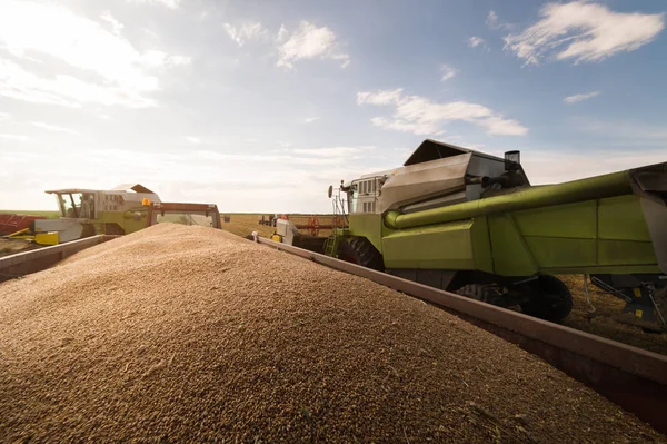 Traktör Römork Sonra Yaz Aylarında Hasat Içine Dökme Buğday Tahıl — Stok fotoğraf