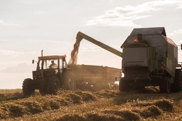 Verter Grano Trigo Remolque Tractor Después Cosecha Verano — Foto de Stock