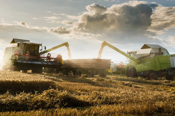 Pouring Wheat Grain Tractor Trailer Harvest Summer — Stock Photo, Image