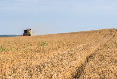 Buğday alanları birleştirmek ile hasat