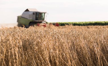 Buğday alanları birleştirmek ile hasat