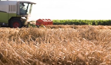 Buğday alanları birleştirmek ile hasat