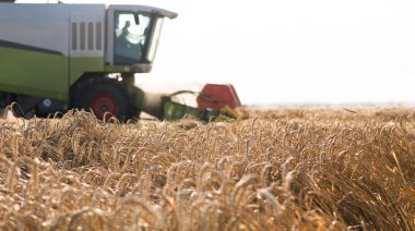 Buğday alanları birleştirmek ile hasat