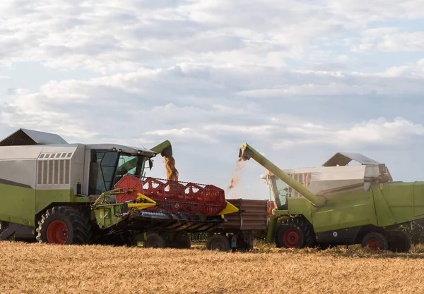 Hälla Vetekorn Traktor Släpvagn Efter Skörden Fältet — Stockfoto